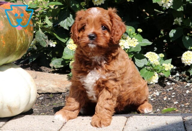 Sweet Cavapoo puppy with a reddish-brown coat, white chest, and a white streak on the forehead sitting on a stone patio next to pumpkins and yellow flowers in a garden setting. image
