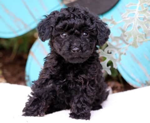 Smores Mini Poodle