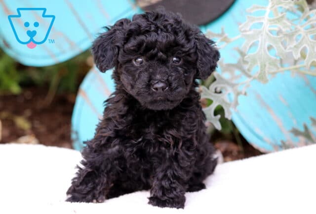 Smores Mini Poodle image