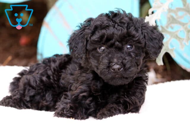 Smores Mini Poodle2 image