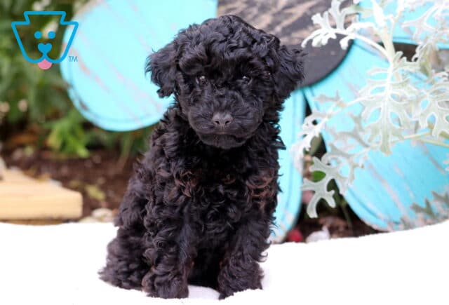 Snickers Mini Poodle image