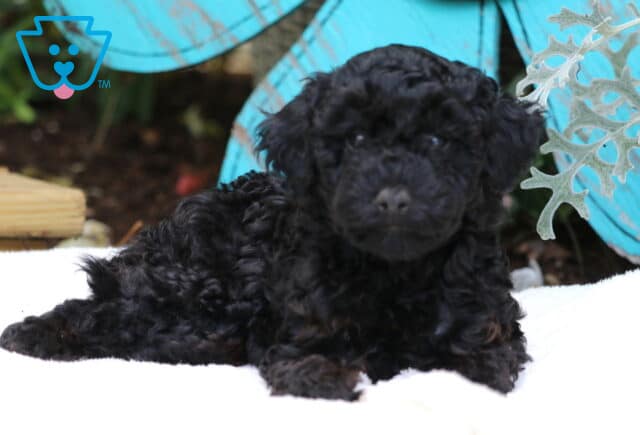 Snickers Mini Poodle2 image