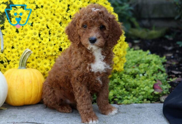 Sophia Irishdoodle2 image