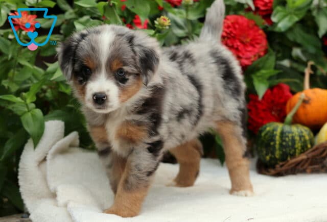 Sophie Mini Aussiedoodle image