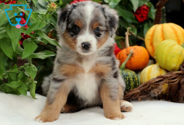 Sophie Mini Aussiedoodle2 image