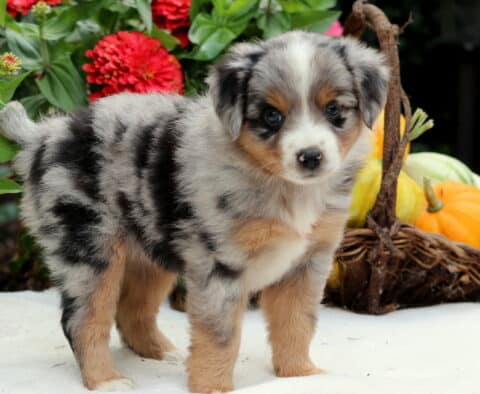 Sophie Mini Aussiedoodle3