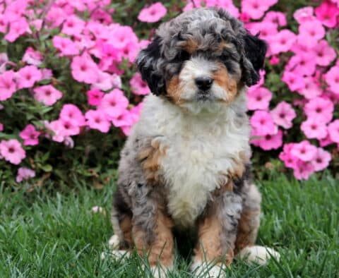 Adorable Mini Bernedoodle sitting upright on lawn with bright blossoms in background.