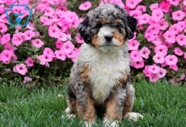 Adorable Mini Bernedoodle sitting upright on lawn with bright blossoms in background. image