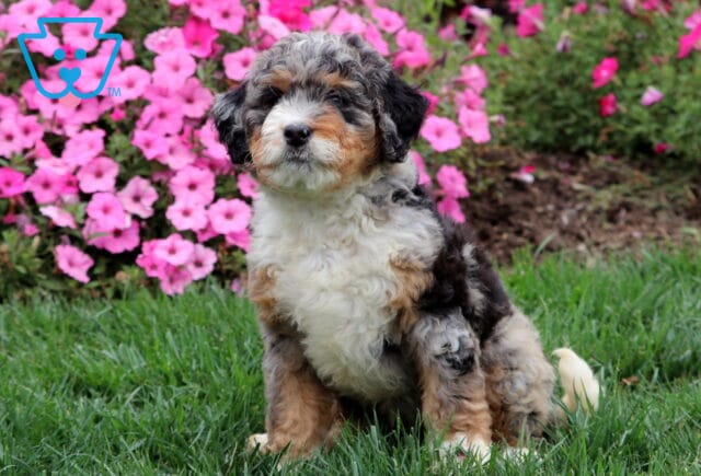 Merle Mini Bernedoodle puppy with fluffy curly coat sitting on green grass. image