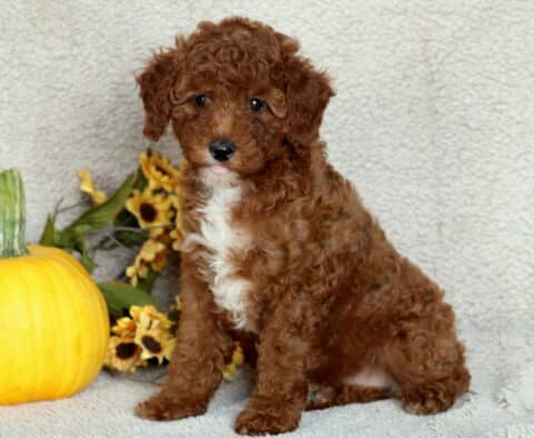 Adorable Mini Poodle puppy with curly reddish-brown fur and a white chest, sitting on a soft beige blanket next to a bright yellow pumpkin and a bunch of sunflowers.
