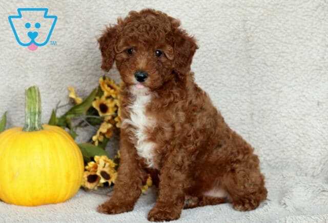 Adorable Mini Poodle puppy with curly reddish-brown fur and a white chest, sitting on a soft beige blanket next to a bright yellow pumpkin and a bunch of sunflowers. image