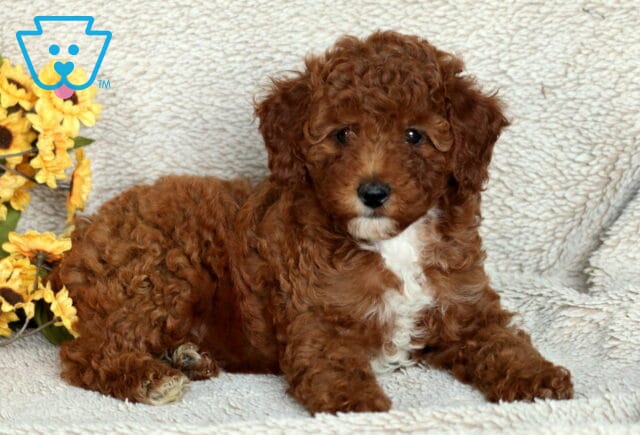 Sweet Mini Poodle puppy with curly reddish-brown fur and a white chest patch, lying on a soft beige blanket beside a bunch of bright yellow sunflowers. image