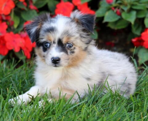 Sparkle MIni Australian