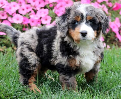 Merle Mini Bernedoodle puppy with curly coat and striking blue eyes standing on grass.