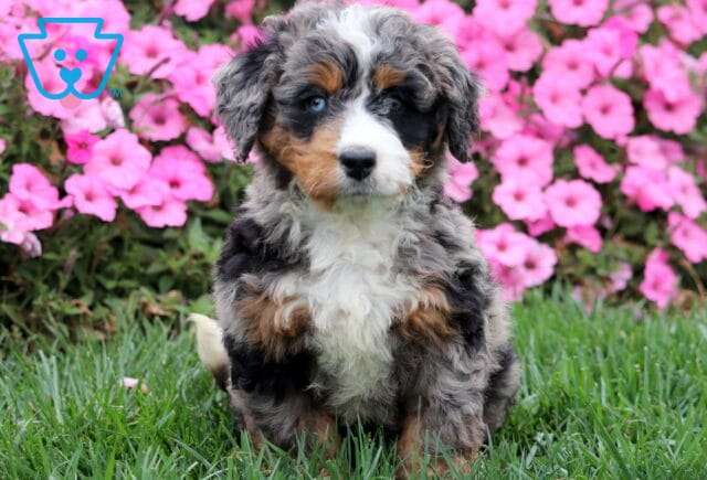 Fluffy Mini Bernedoodle with tricolor merle coat and white chest posing outdoors. image
