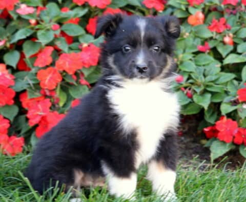 Spencer Mini Australian