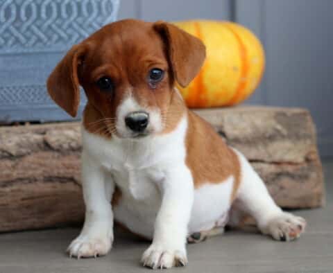 Spirit Jack Russell Mix