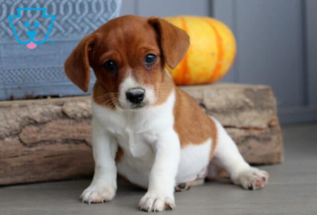 Adorable Jack Russell puppy with a brown and white coat sitting in front of a rustic log and pumpkin, looking curiously at the camera. image