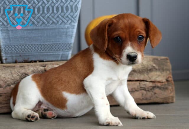 Sweet Jack Russell puppy with a brown and white coat lying on the floor beside a rustic log, gazing softly at the camera. image