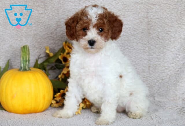 Adorable Mini Poodle puppy with curly white fur and a brown face, sitting on a soft beige blanket beside a small yellow pumpkin and sunflowers. image