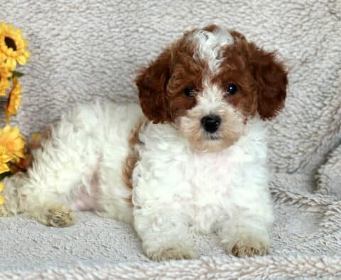 Fluffy Mini Poodle puppy with curly white fur and brown markings on the face and ears, lying on a soft beige blanket with bright yellow sunflowers in the background.