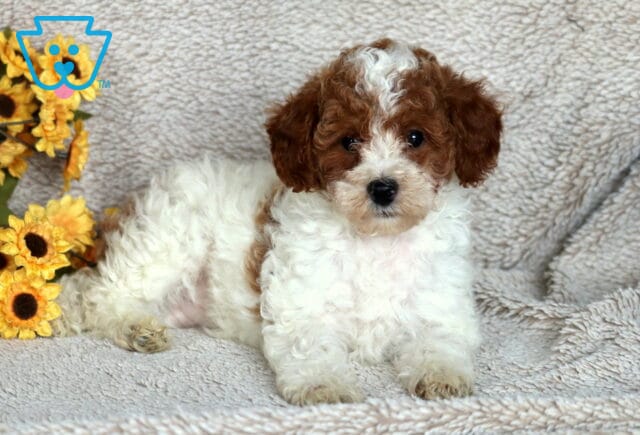 Fluffy Mini Poodle puppy with curly white fur and brown markings on the face and ears, lying on a soft beige blanket with bright yellow sunflowers in the background. image