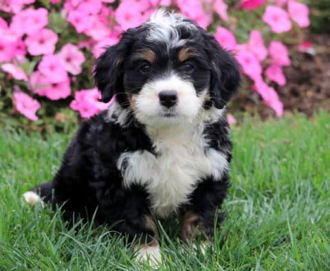 Cute Mini Bernedoodle puppy with curly coat and bright eyes outdoors.