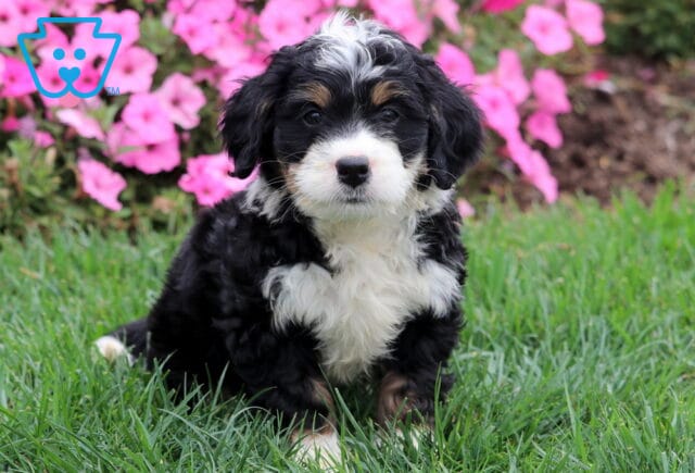 Cute Mini Bernedoodle puppy with curly coat and bright eyes outdoors. image