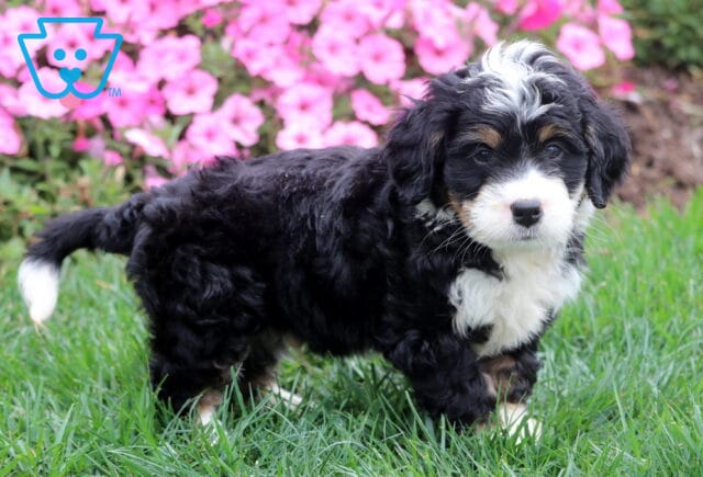 Tricolor Mini Bernedoodle puppy with curly black fur and white chest standing on grass. image