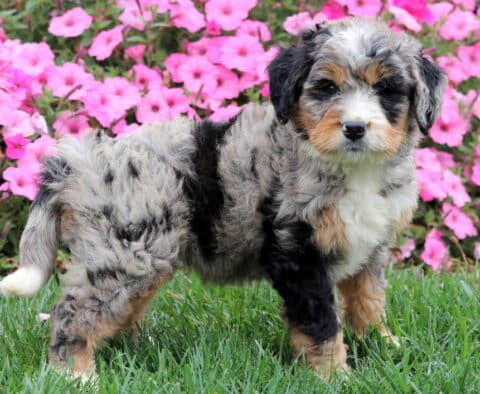 Fluffy Mini Bernedoodle with tricolor merle markings looking at the camera outdoors.