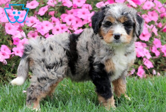 Fluffy Mini Bernedoodle with tricolor merle markings looking at the camera outdoors. image