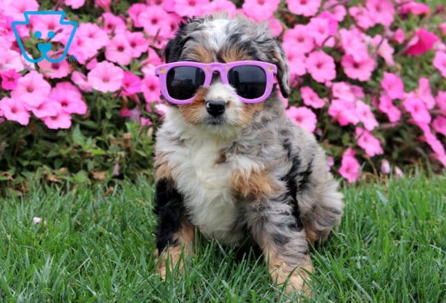 Merle Mini Bernedoodle puppy wearing purple sunglasses sitting on grass with pink flowers. image