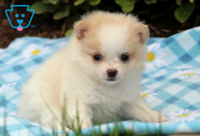 Tiny cream and white Pomeranian puppy sitting on a blue checkered blanket with daisy patterns, gazing forward with round dark eyes and a fluffy coat. image