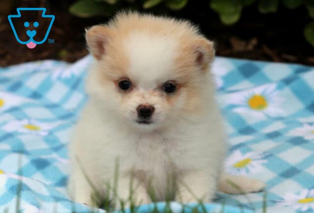 Fluffy cream and white Pomeranian puppy sitting on a blue checkered blanket with daisy prints, looking straight ahead with round black eyes. image