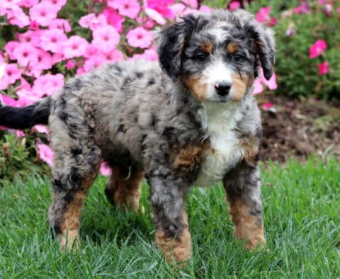 Fluffy Mini Bernedoodle with white chest and merle markings posing in front of pink flowers.