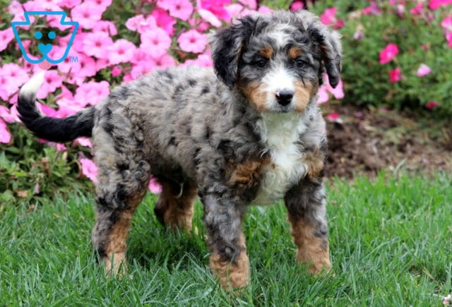 Fluffy Mini Bernedoodle with white chest and merle markings posing in front of pink flowers. image