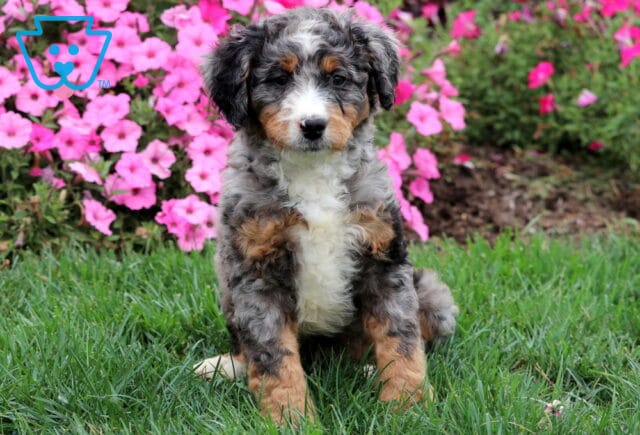 Merle Mini Bernedoodle puppy with curly fur and tan highlights sitting on green grass. image