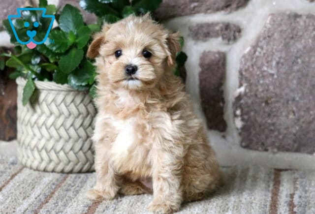 Fluffy apricot Maltipoo puppy sitting indoors on a carpet in front of a stone wall and potted plant image