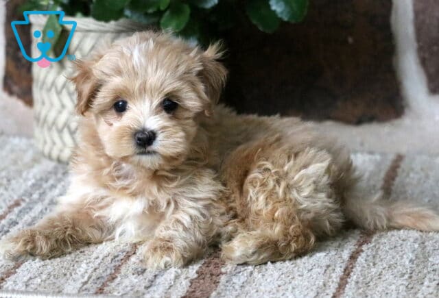 Adorable apricot Maltipoo puppy lying on a striped rug with curly fur and sweet dark eyes image