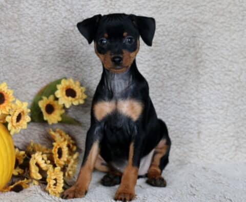 Stormy Min Pin