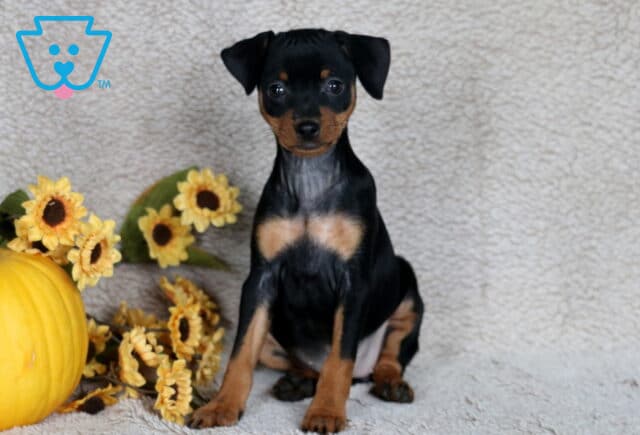 Stormy Min Pin image