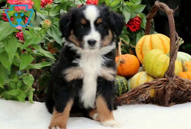 Stormy Mini Aussiedoodle image