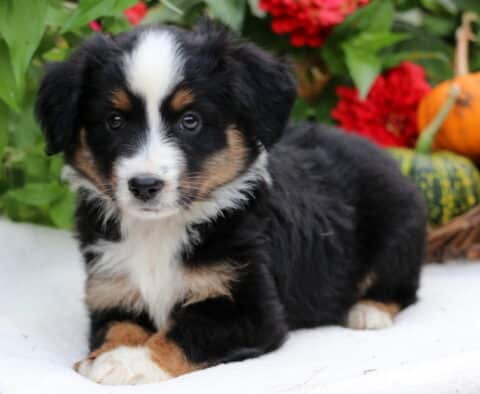 Stormy Mini Aussiedoodle2