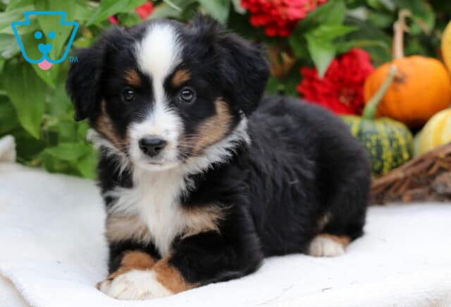 Stormy Mini Aussiedoodle2 image
