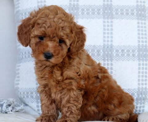 Sugar Mini Goldendoodle