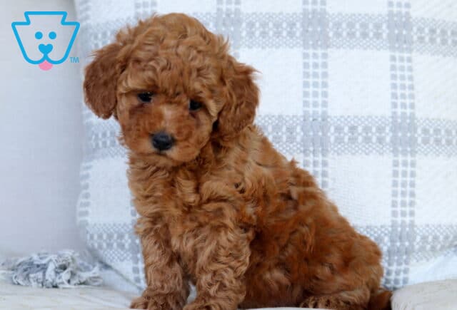 Sugar Mini Goldendoodle image