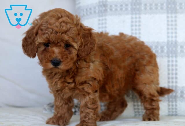 Sugar Mini Goldendoodle2 image
