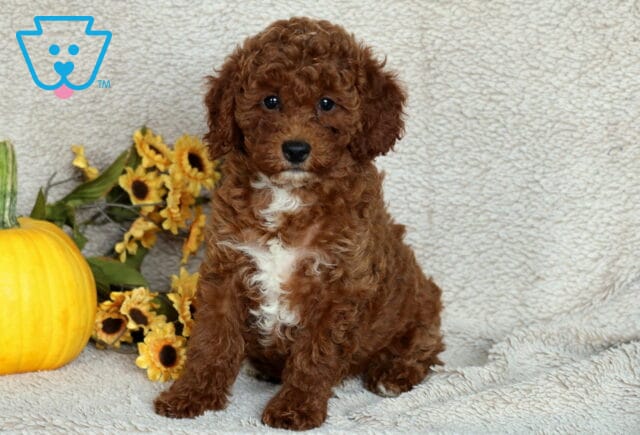 Adorable Mini Poodle puppy with curly reddish-brown fur and a white chest patch sitting on a soft beige blanket beside a pumpkin and yellow sunflowers. image