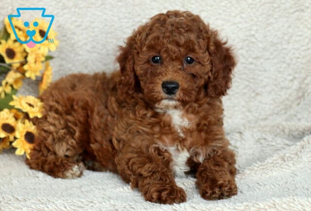 Curly-haired Mini Poodle puppy with a reddish-brown coat and white chest patch lying on a soft beige blanket near yellow sunflowers. image