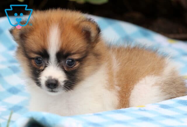 Brown and white Pomeranian puppy with a white blaze on its forehead lying on a blue checkered blanket, gazing forward with wide curious eyes. image